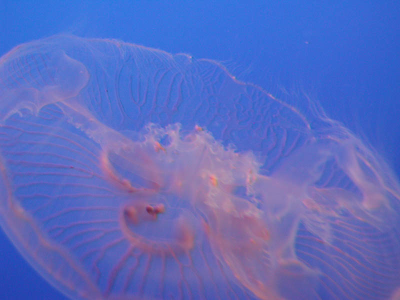 Moon Jellyfish - detail