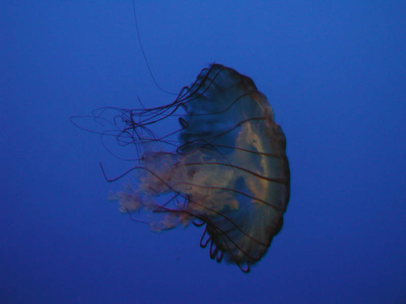 Sea nettle (Chrysaora quinquecirrha) (October 2006)
