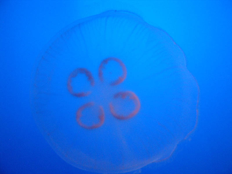 Common Moon Jellyfish or Saucer Jelly (Aurelia aurita)