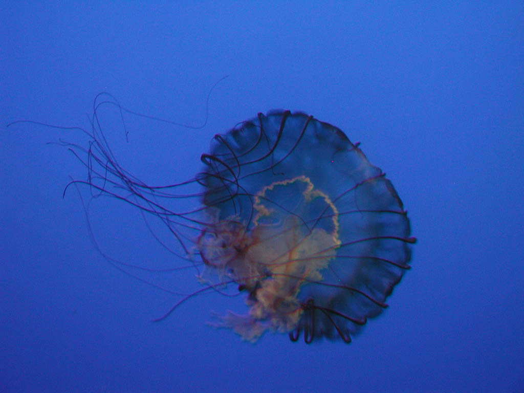 Jellyfish in the New York Aquarium picture 9839