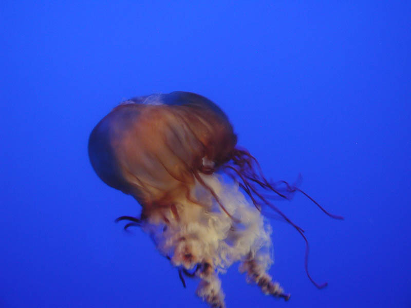 Jellyfish in the New York Aquarium picture 9840