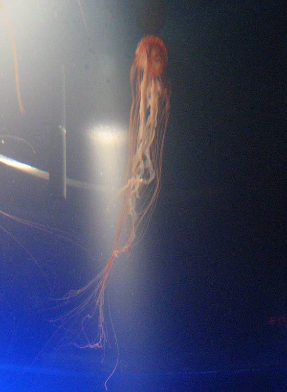 Jellyfish in the New York Aquarium picture 9842