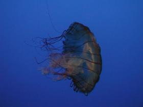 Sea nettle (Chrysaora quinquecirrha) (October 2006) Sea nettle (Chrysaora quinquecirrha) (October 2006)