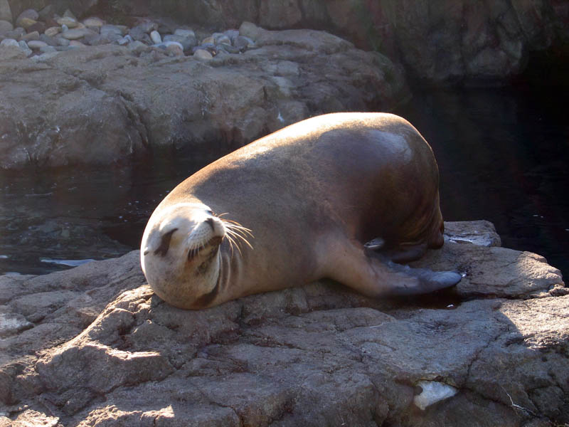 Sea lion