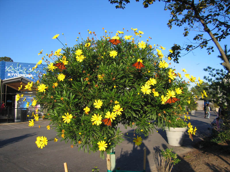 Blooming bush