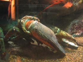 Giant lobster (October 2006) Giant lobster (October 2006)
