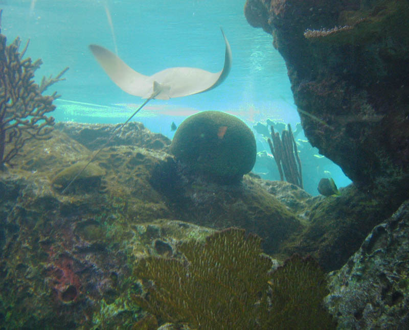 A ray 'flying' over a brain coral