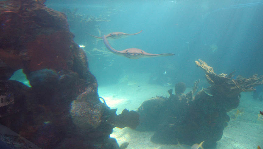 Stingrays in the Aquarium picture 9827