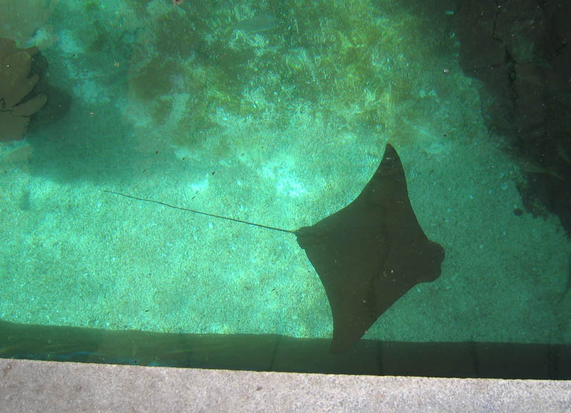 This picture shows well the stingray shape