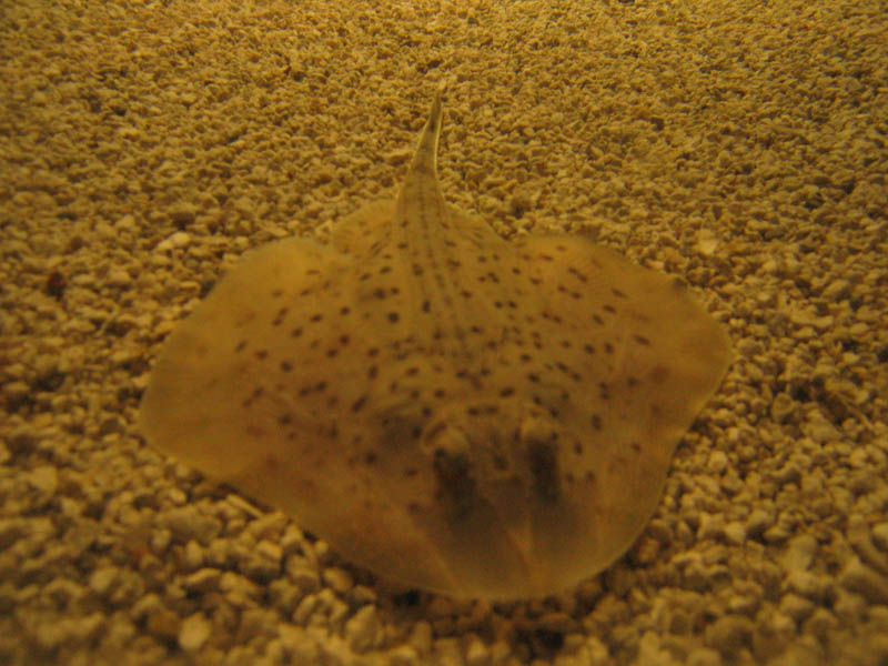 Dotted small ray