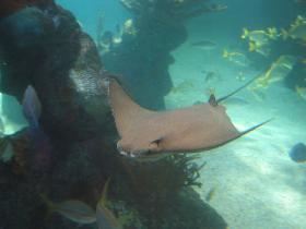 Stingrays in the Aquarium (October 2006) Stingrays in the Aquarium (October 2006)