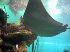 Eagle ray (October 2006) Eagle ray (October 2006)