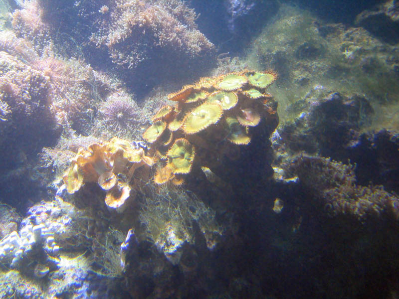 Sea flowers, starfish, etc... picture 9873