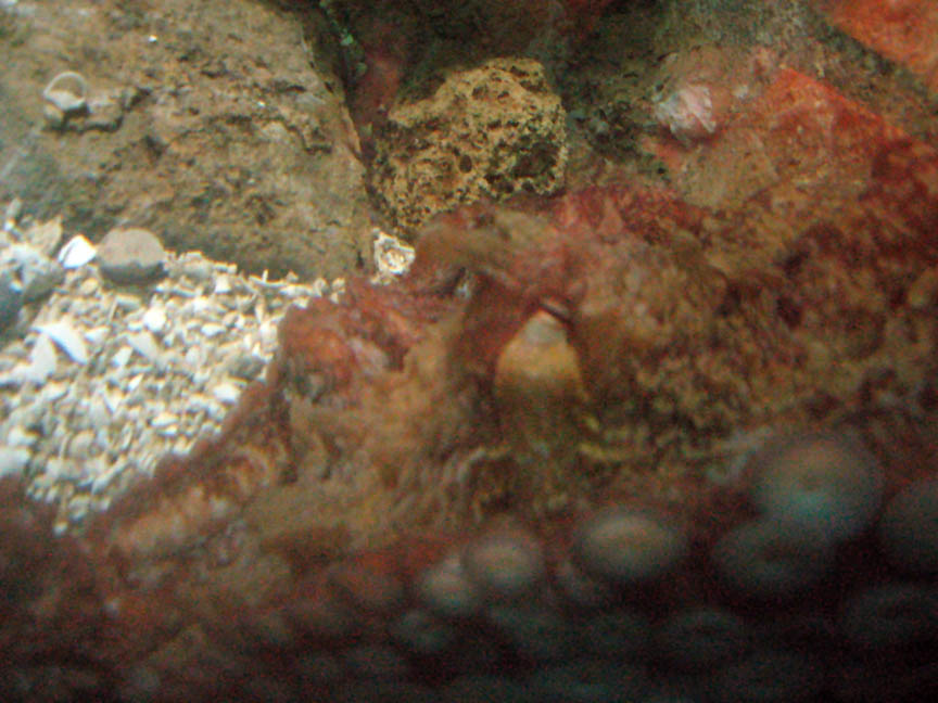 Closed eye of a Giant Pacific Octopus