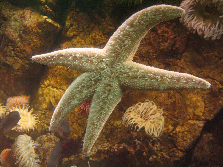 Sea star on the aquarium glass. You can see the tentacles.