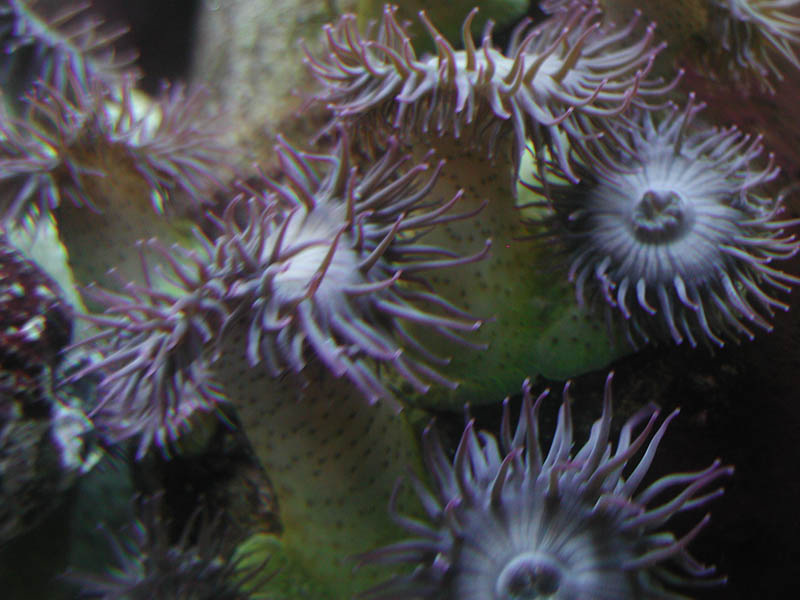 There are even the mouths visible on the two anemones at right