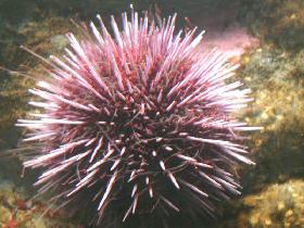 Sea urchin (October 2006) Sea urchin (October 2006)
