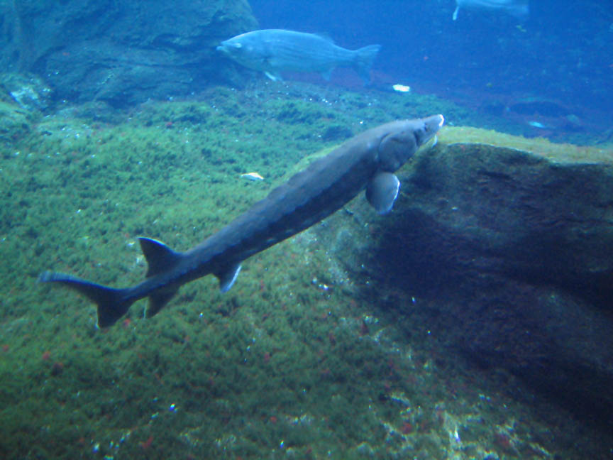 Sharks and turtles in New York Aquarium picture 9857