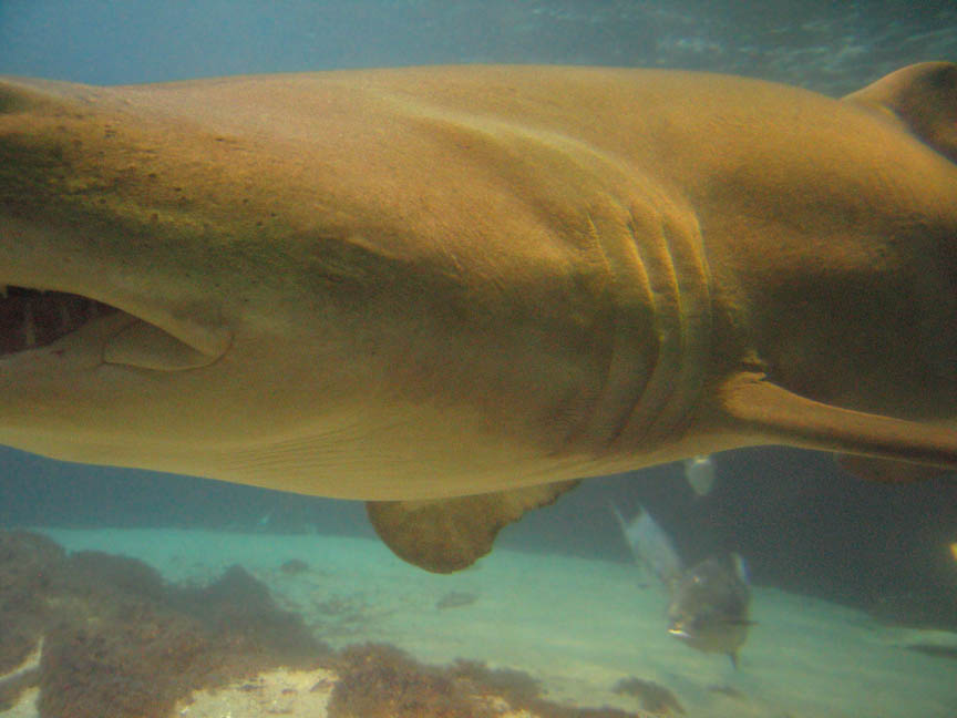 Nicely visible gills and electroreceptors (Ampullae of Lorenzini)