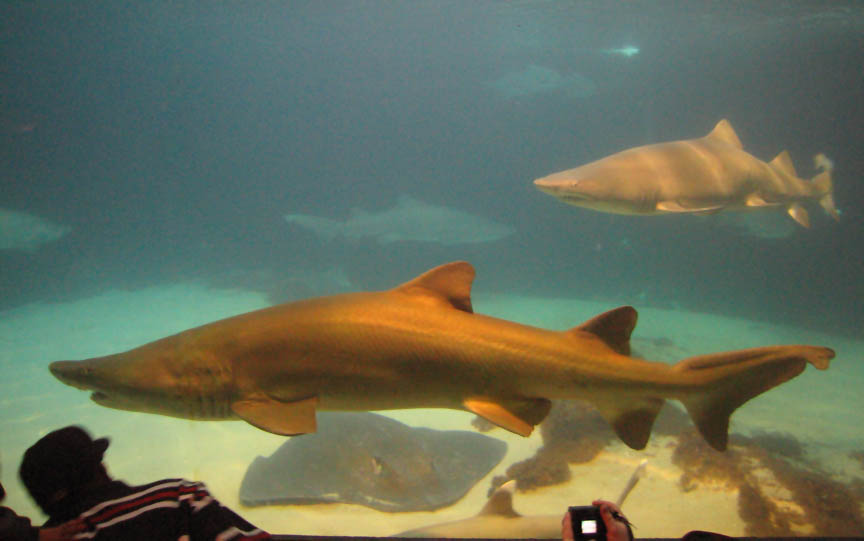 Sharks and turtles in New York Aquarium picture 9861