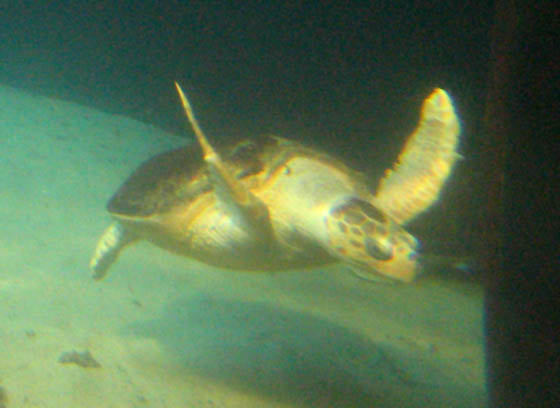 Sharks and turtles in New York Aquarium picture 9862