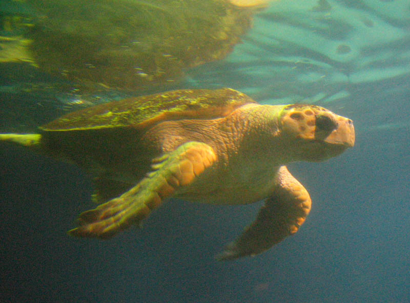 Such turtles we have photographed in wild on Vieques Island