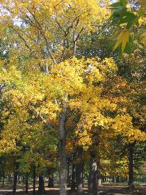Fall in Bronx (October 2006) Fall in Bronx (October 2006)