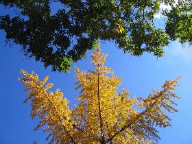 Ginkgo (November 2006) Ginkgo (November 2006)