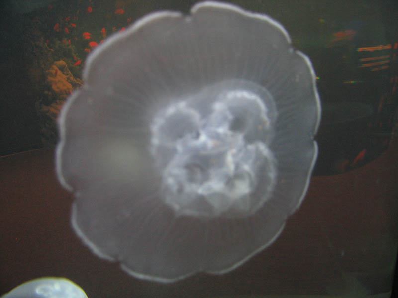 Moon Jellyfish