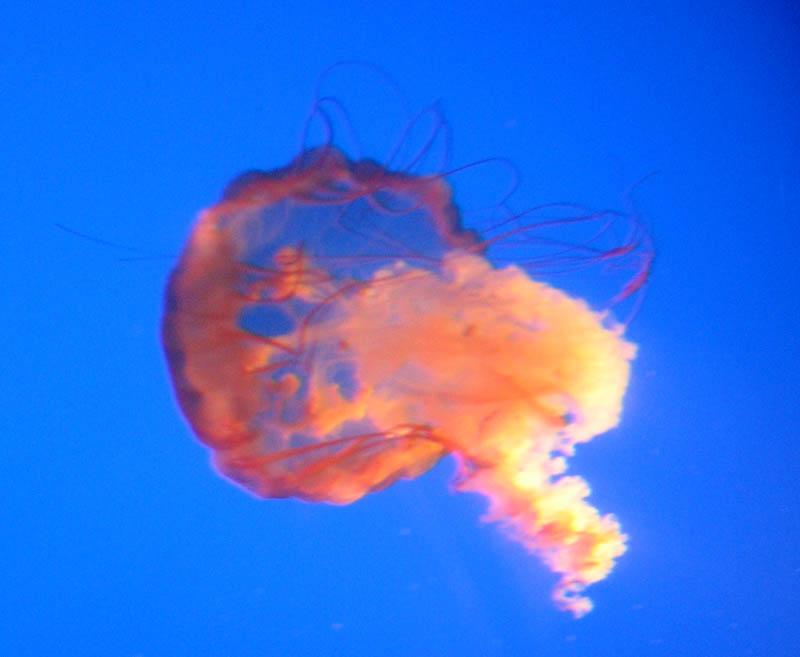 Stinging sea nettle