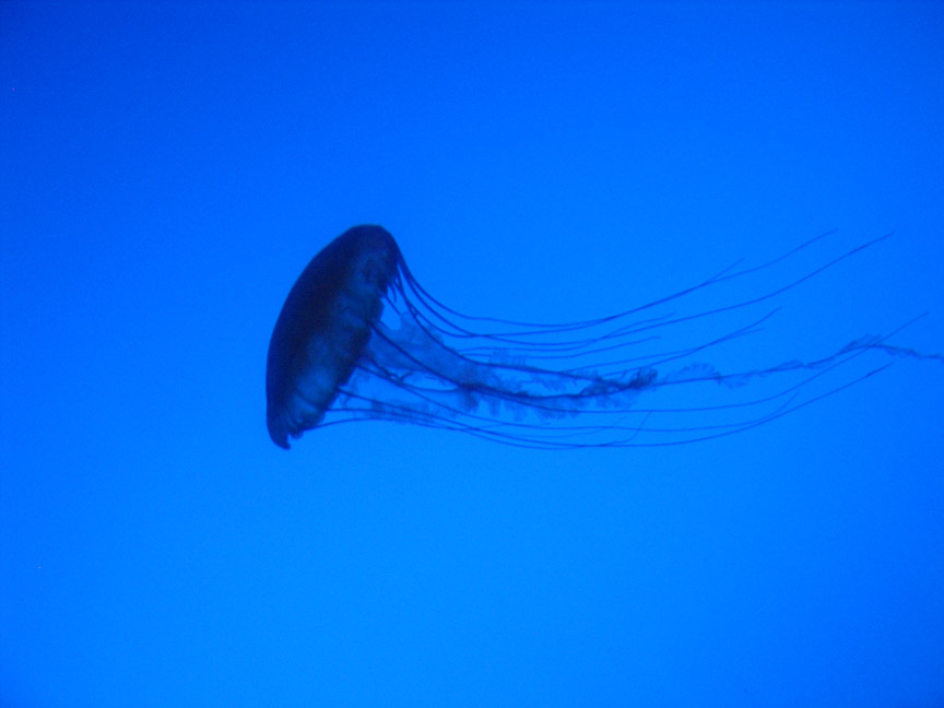 Coney Island / New York Aquarium picture 9805