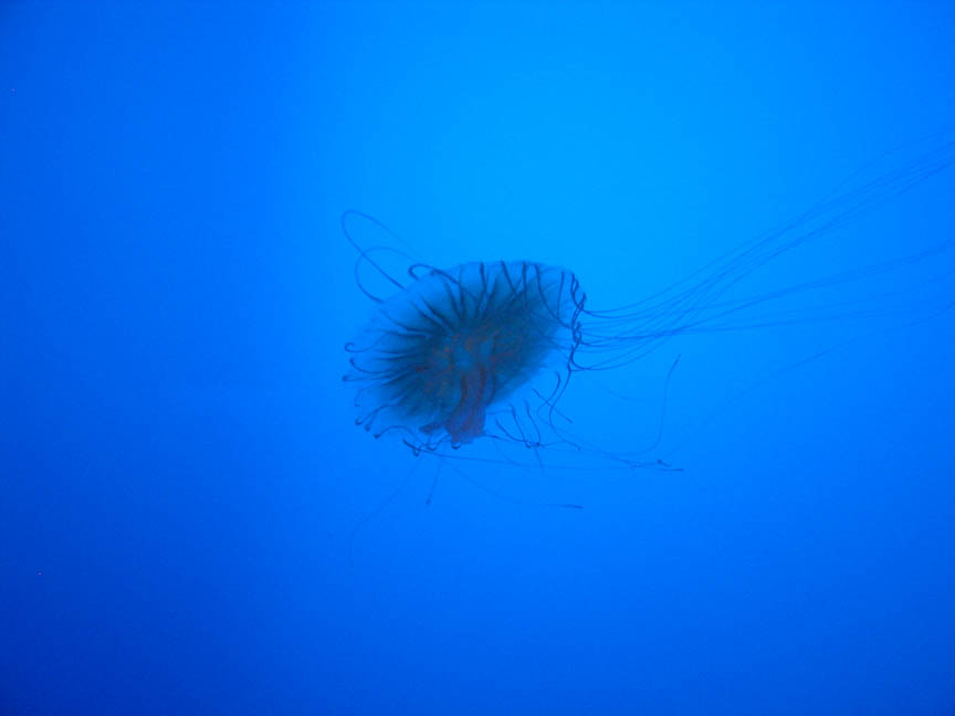 A hairy jellyfish