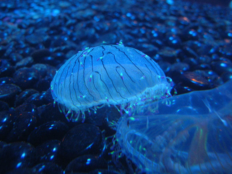 Flower hat jelly (Olindias formosa)