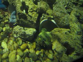 Moray in one pipe and the scorpionfish almost invisible in the next one (November 2006) Moray in one pipe and the scorpionfish almost invisible in the next one (November 2006)