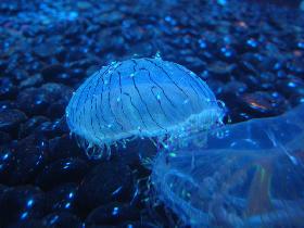 Flower hat jelly (Olindias formosa) (November 2006) Flower hat jelly (Olindias formosa) (November 2006)