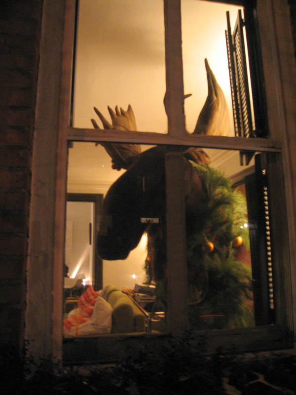 Moose in a window