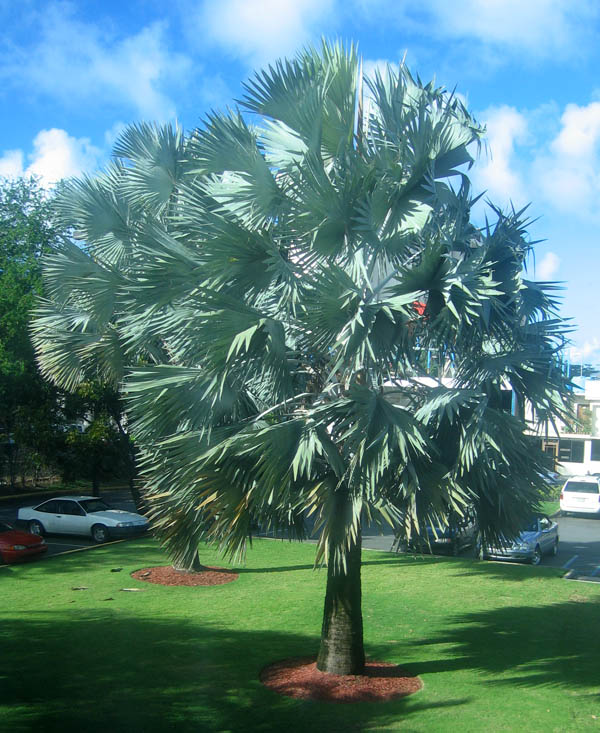 Palm trees next to our hotel