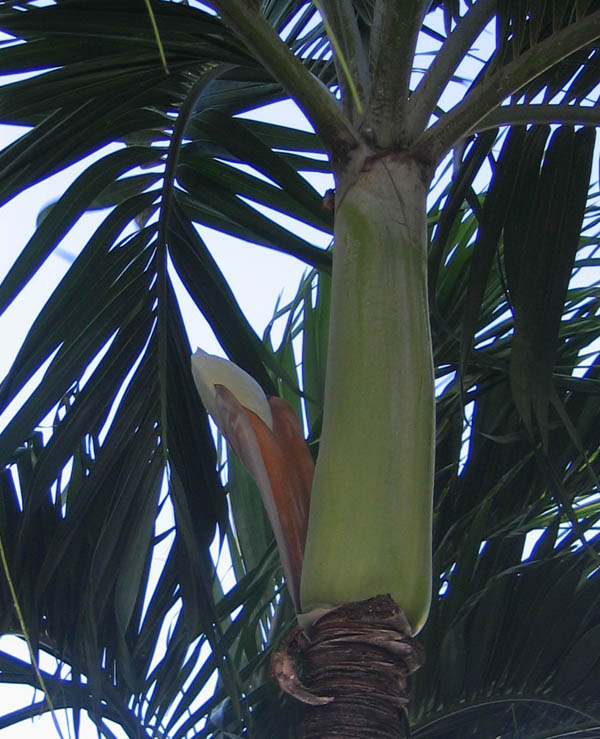 Budding royal palm