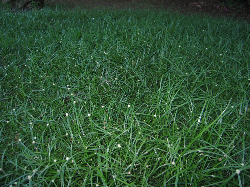 Blooming grass