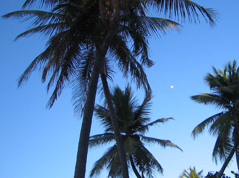 Setting sun paints the palm leaves while the moon watching us from in between