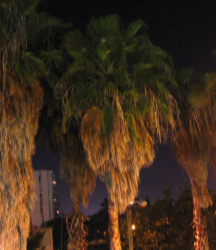 Night palms (December 2006)