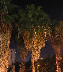 Night palms (December 2006)