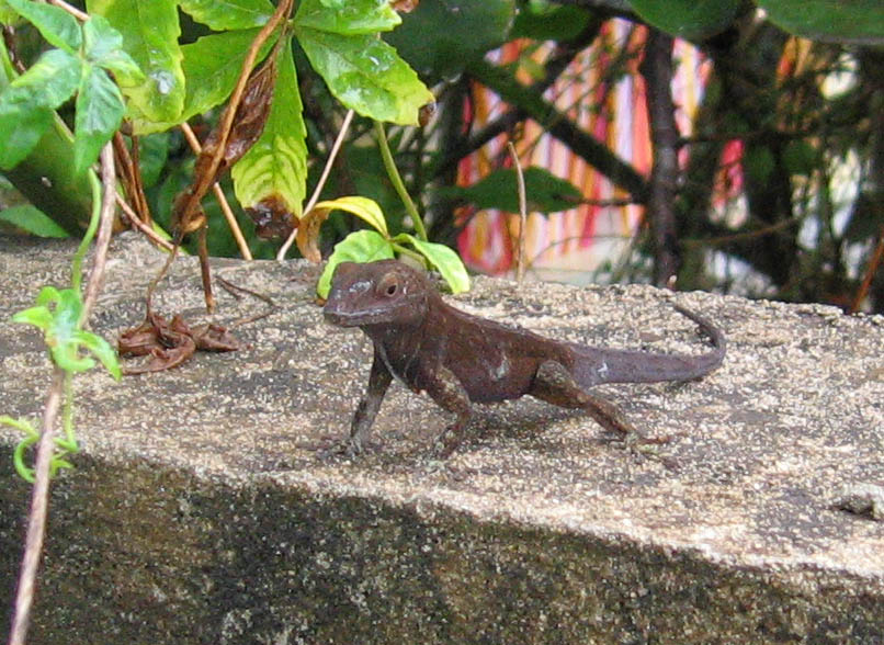 Little lizzard (December 2006)