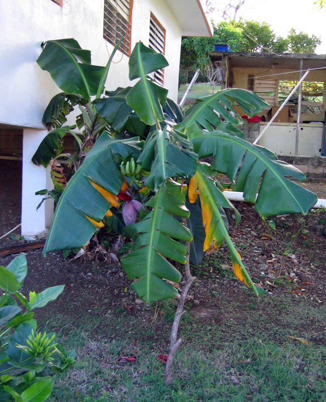 Young bananas with a bud (December 2006)