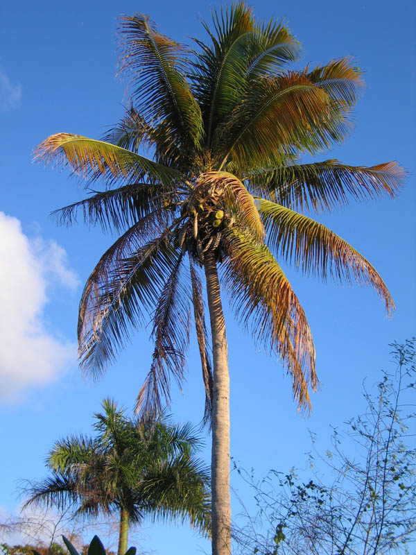 A palmtree in sunset shine