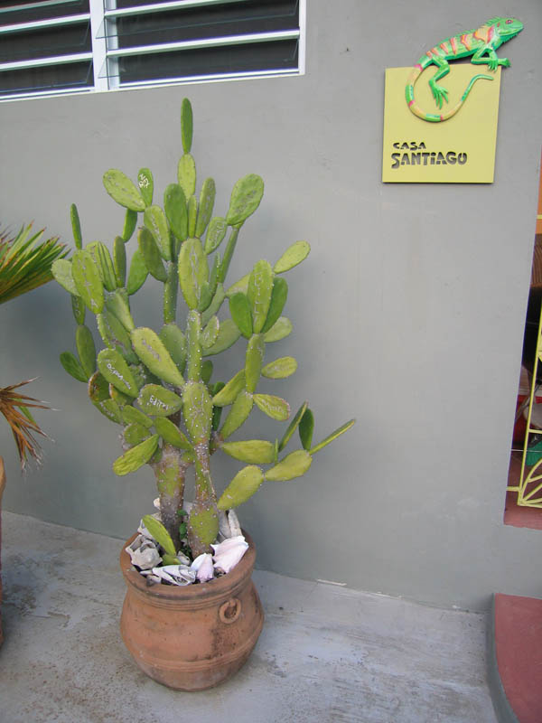 Cactus with signs of Casa Santiago visitors