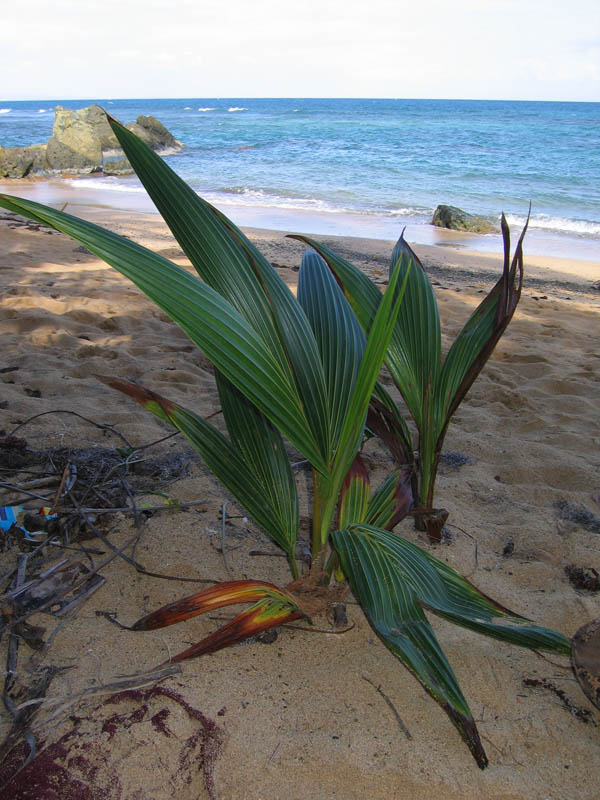 Young coconut palms on La Chata beach