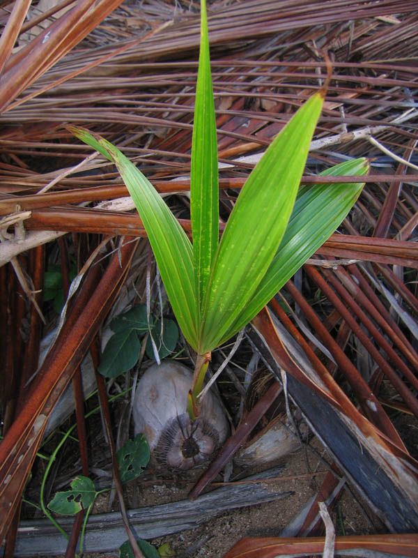 Sprouting coconut palm