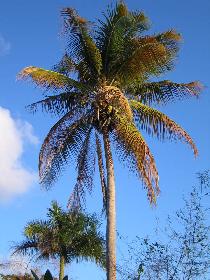 A palmtree in sunset shine (December 2006) A palmtree in sunset shine (December 2006)