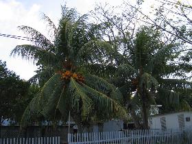 Palms and lizards (December 2006) Palms and lizards (December 2006)